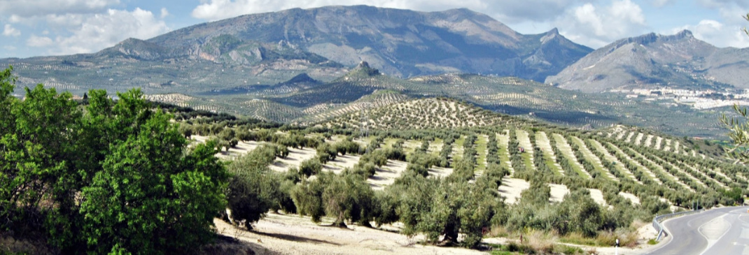 Conducir por Jaén y alrededores